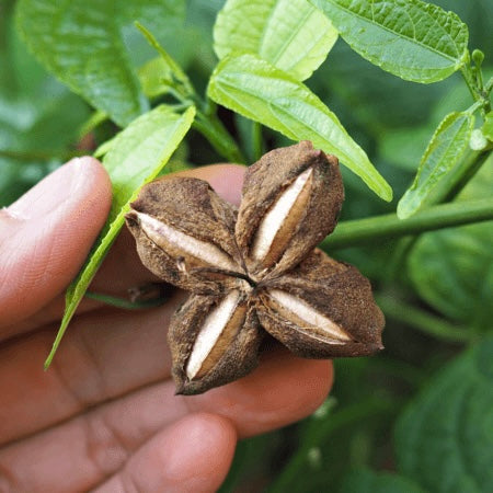 Sacha Inchi, Superfood for your skin