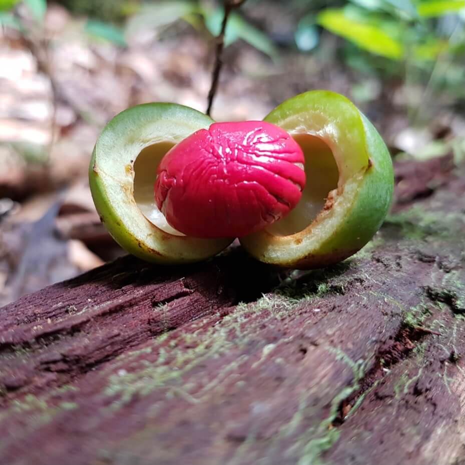 Ucuuba, "The Butter Tree"