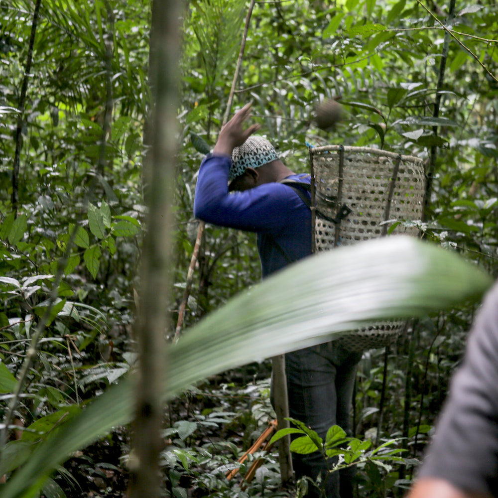 Indigenous Man collecting Brazil Nut in the Amazon Rainforest