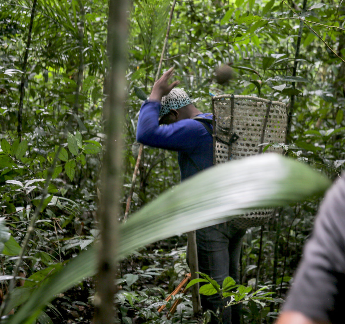 Indigenous Man collecting Brazil Nut in the Amazon Rainforest