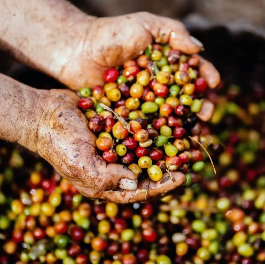 Green Coffee - AmaSKN Beauty