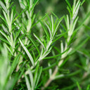 Rosemary
