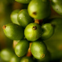 Green Coffee Oil